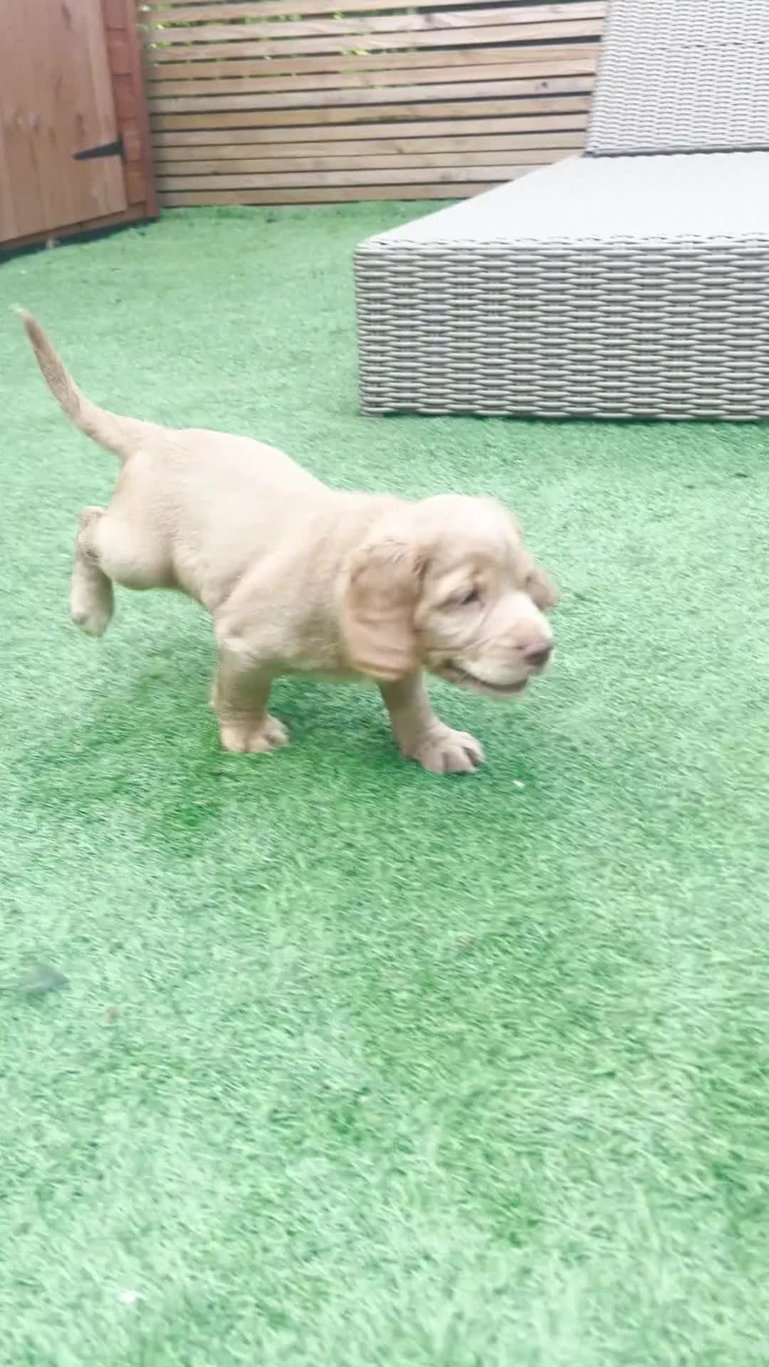 Cocker Spaniel dogs for sale: Beautiful Family-Raised Cockers – Aug 11 Ready - Video 1