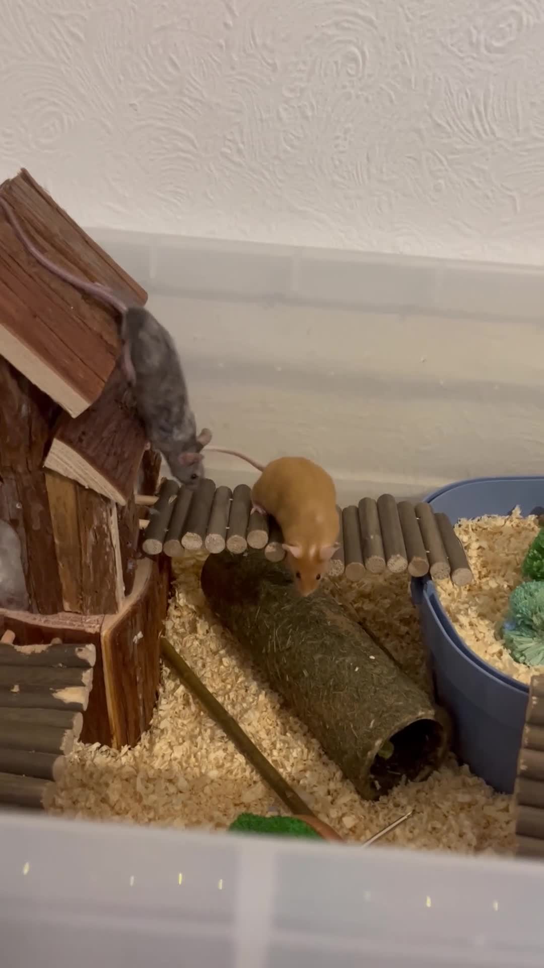 Mouse rodents for sale: FEMALE MOUSE NEEDS REHOMING - Video 1