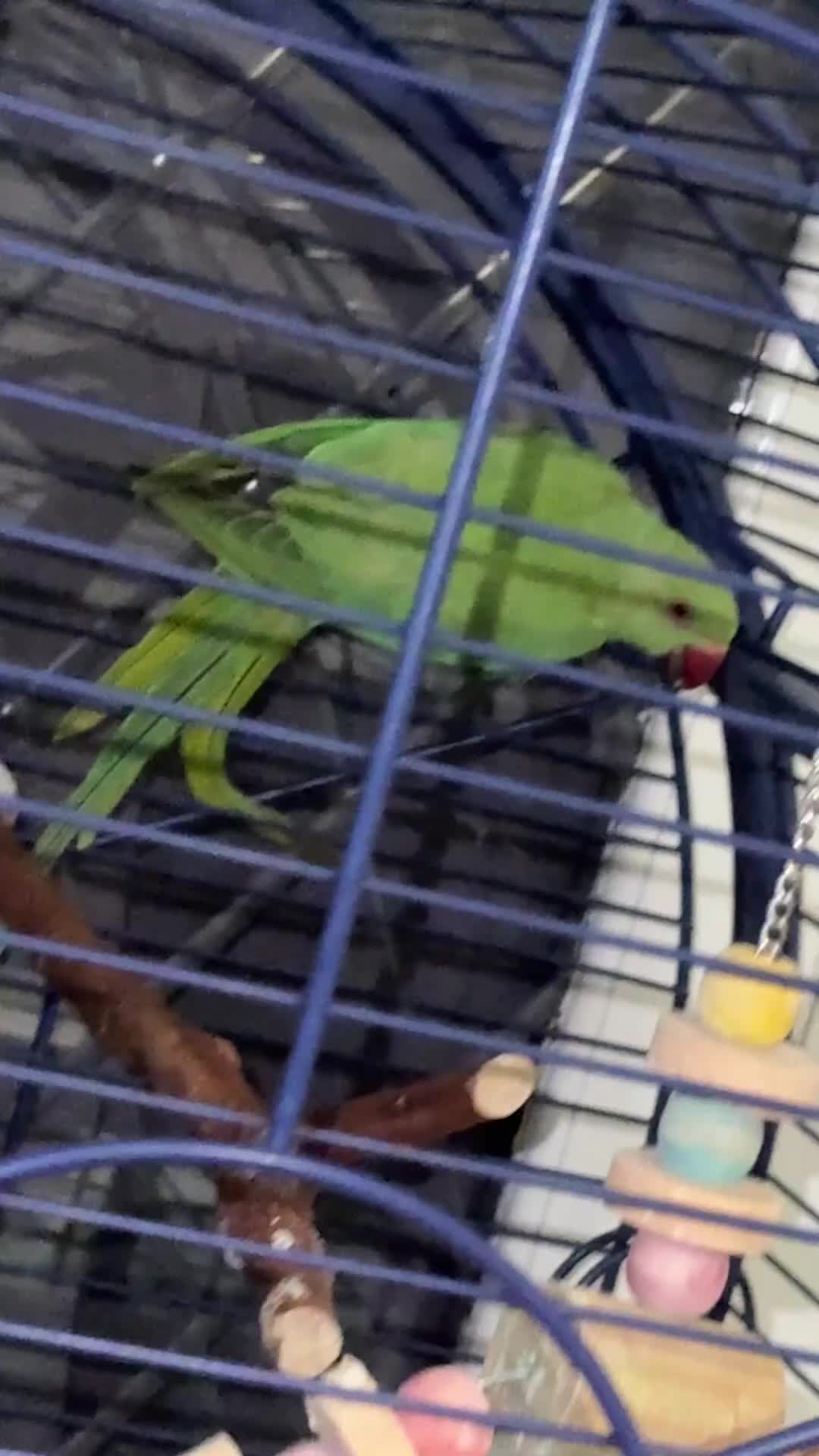 Parrots birds for sale: Indian Ringneck Parrot in Coventry - Video 1