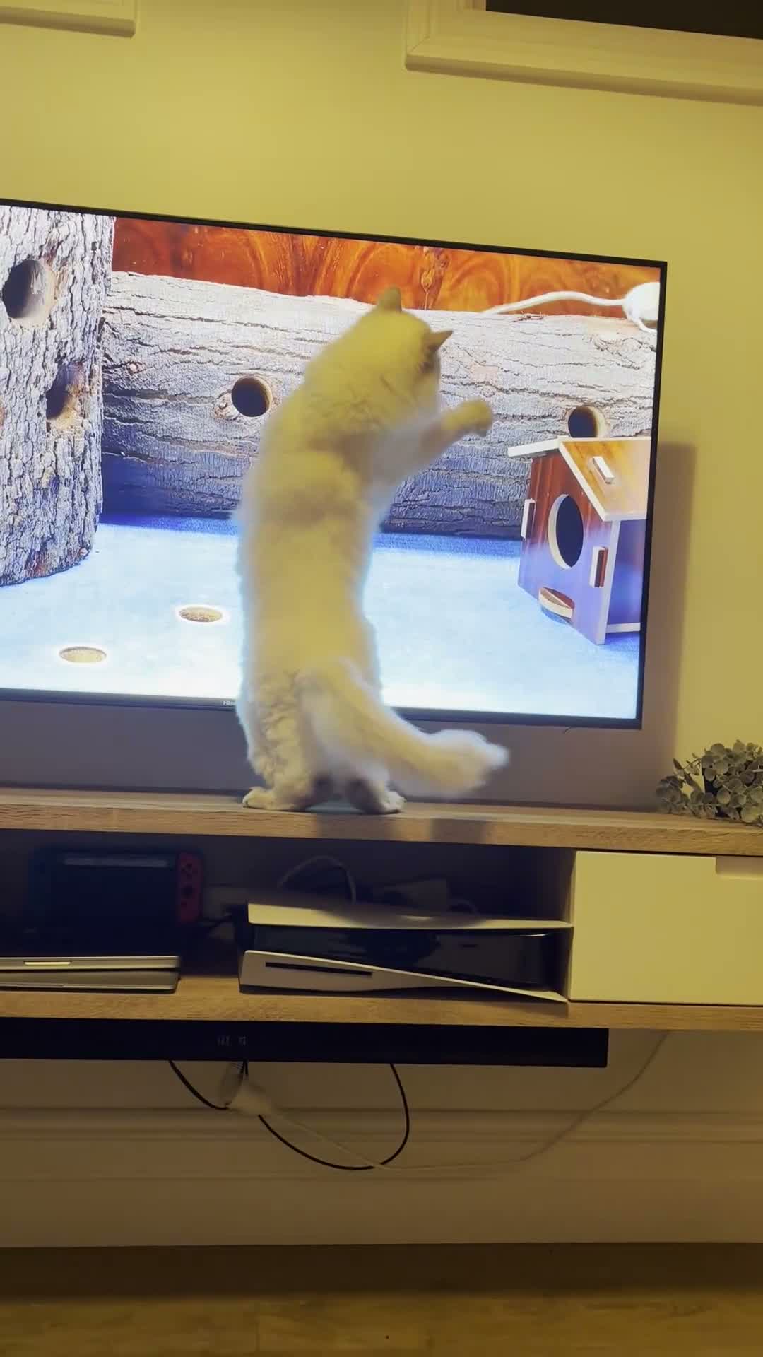 Ragdoll cats for sale: Lilac Ragdoll  - Video 1