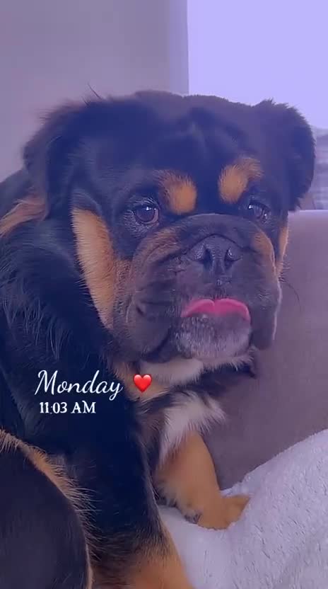 English Bulldog dogs for stud: Fluffy English bulldog for stud - Video 2