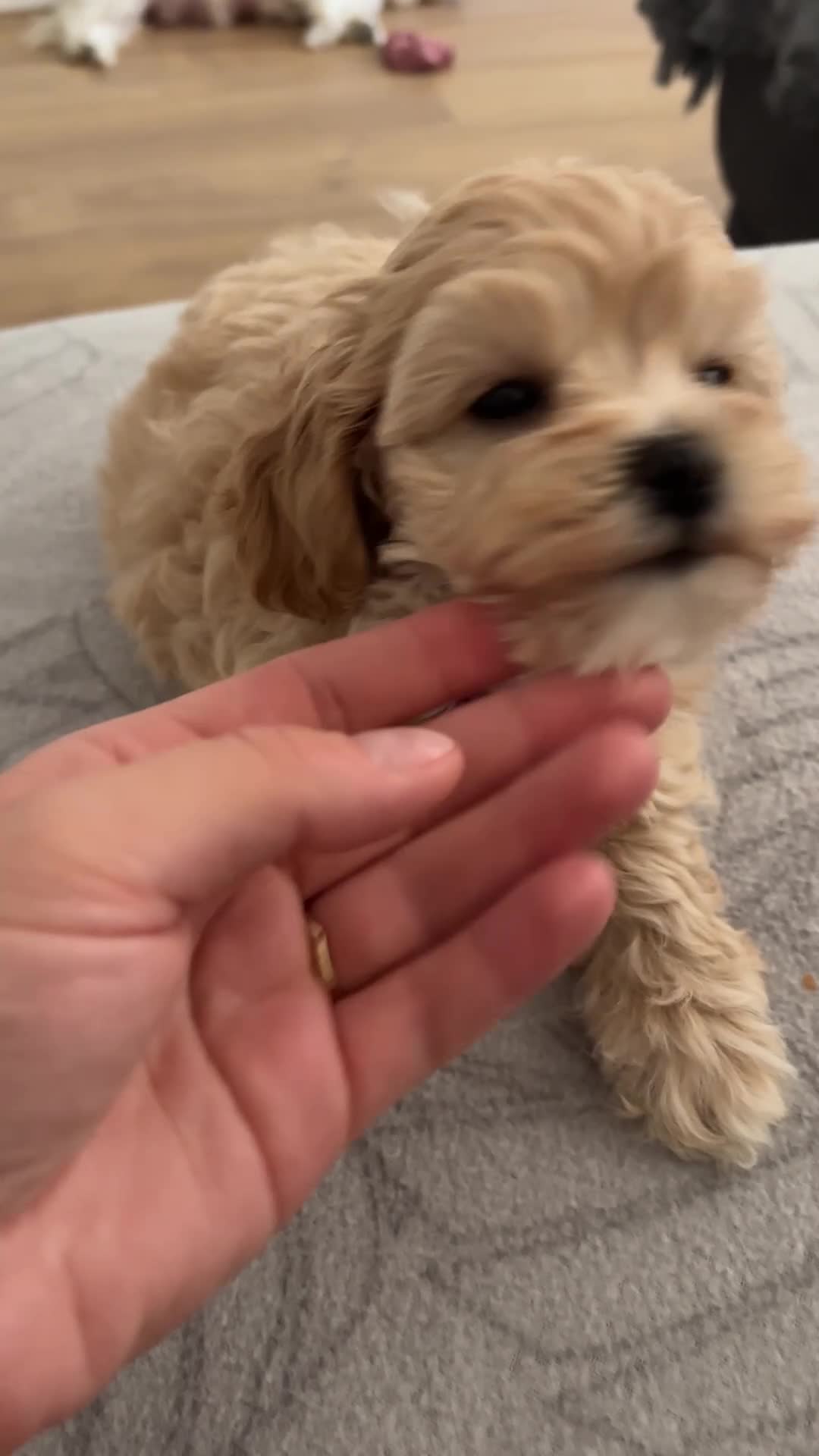 Maltipoo dogs for sale: ⭐Tiny Maltipoo Puppies |Maltese x Asian Toy Poodle - Video 2