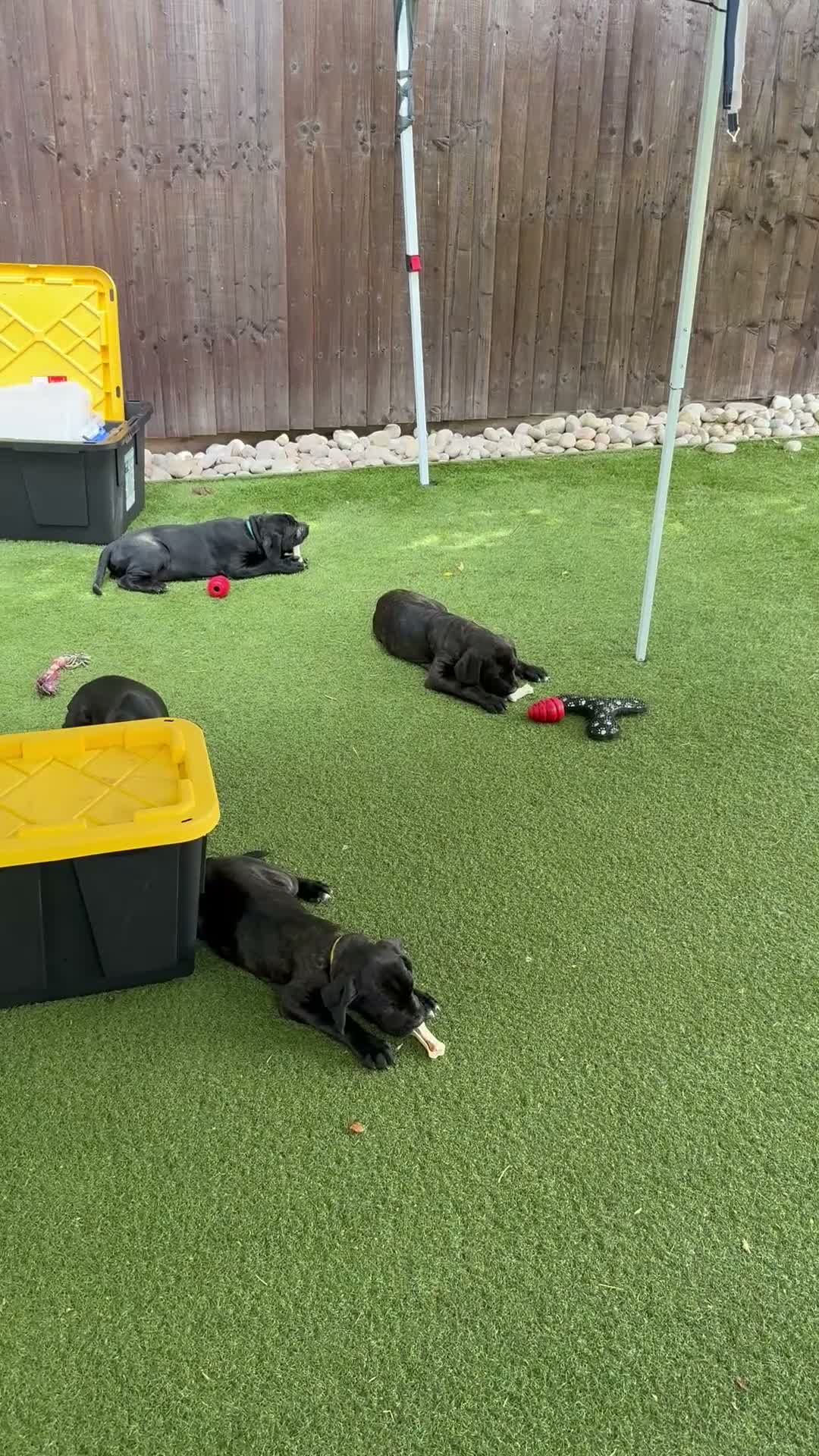 Cane Corso dogs for sale: Cane corso puppies - Video 4