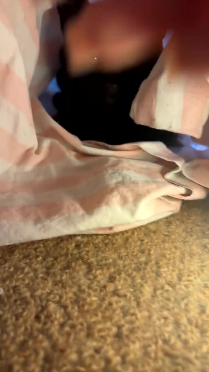 Russian Blue cats for sale: adorable black kitten for sale  - Video 1