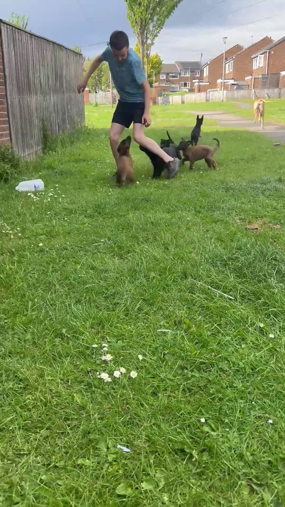 Belgian Shepherd Dog dogs for sale: Belgium malinois puppy’s for sale  in Crook - Video 2