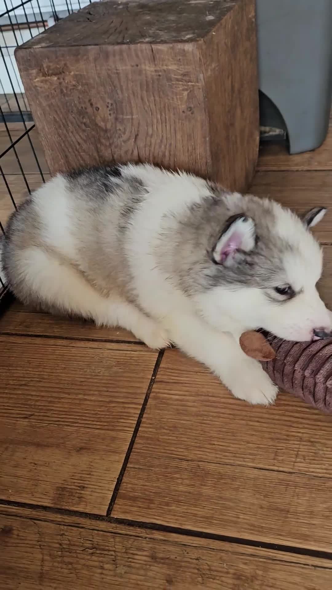 Alaskan Malamute dogs for sale: Full Alaskan Malamute puppies  - Video 1