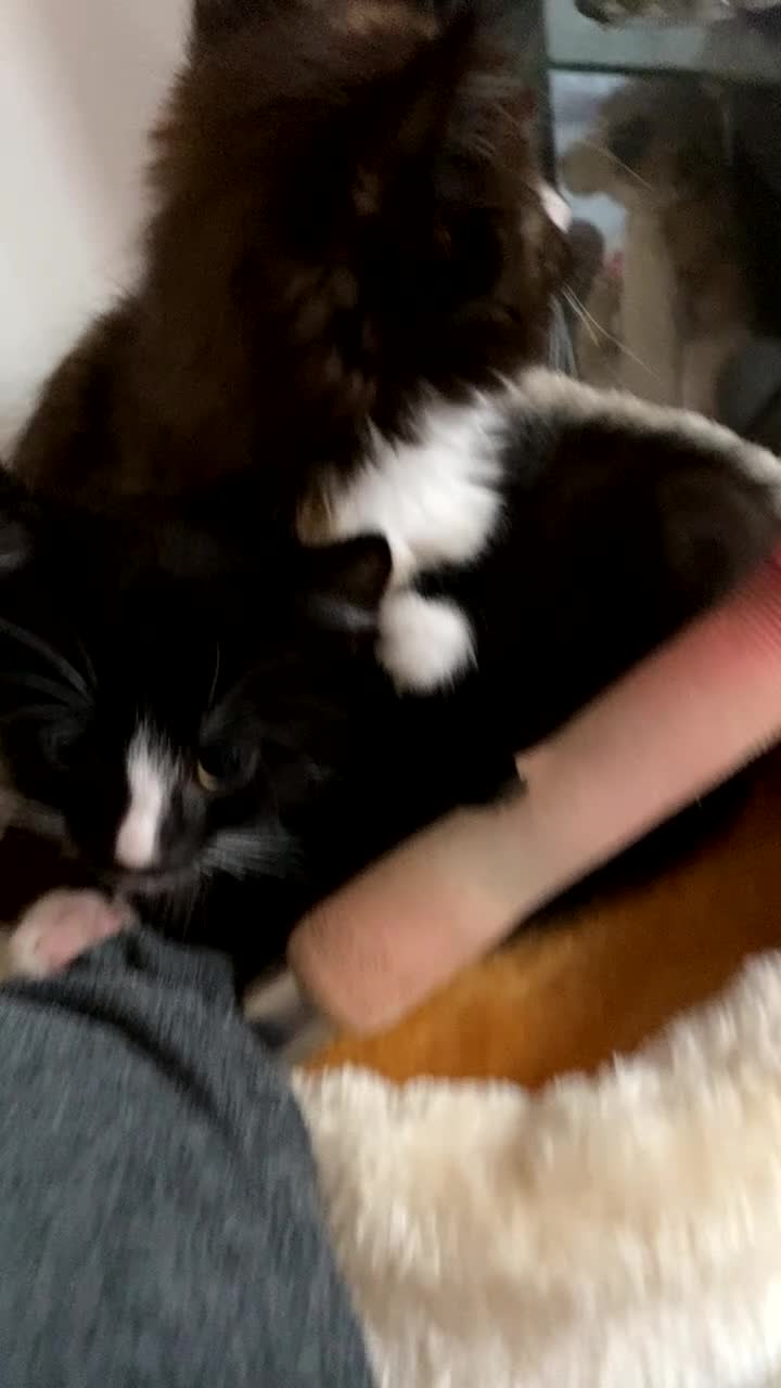 Mixed Breed cats for sale: Ready for forever home 🩵🩷❤️🖤 - Video 2