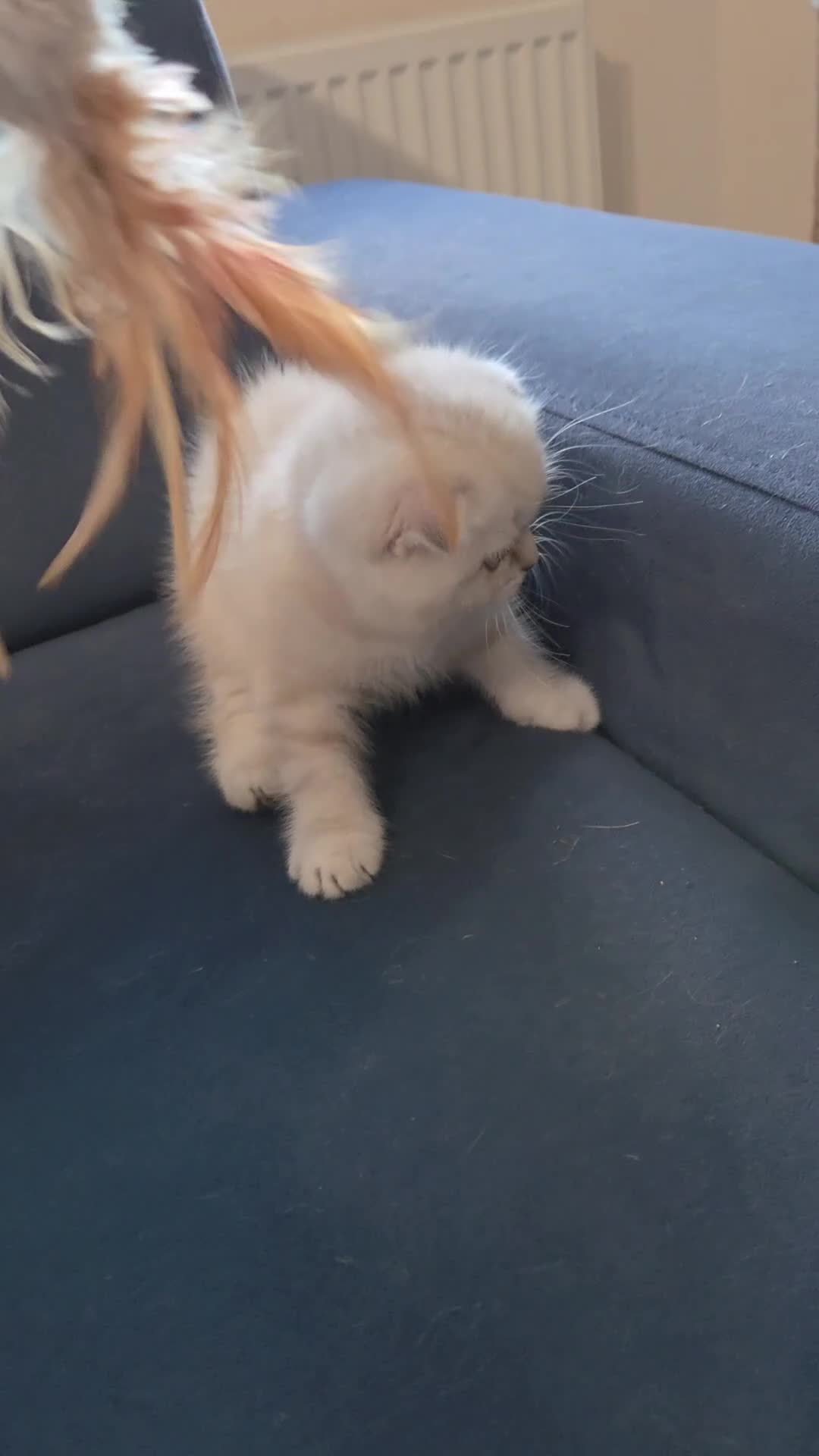 Scottish Fold cats for sale: Scottish Fold Kitten Female Ready To Be Collected  - Video 3