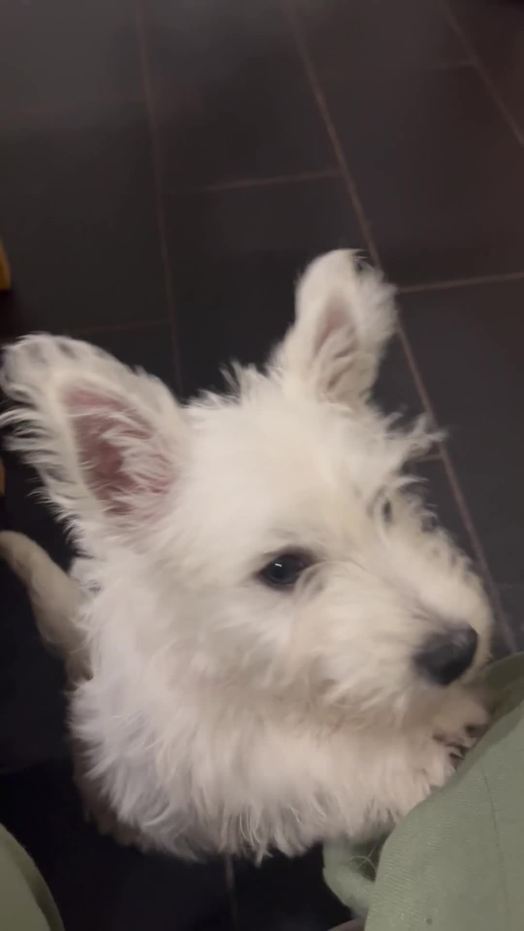 West Highland Terrier dogs for sale: 5 generation Kc pups in Llandysul - Video 1