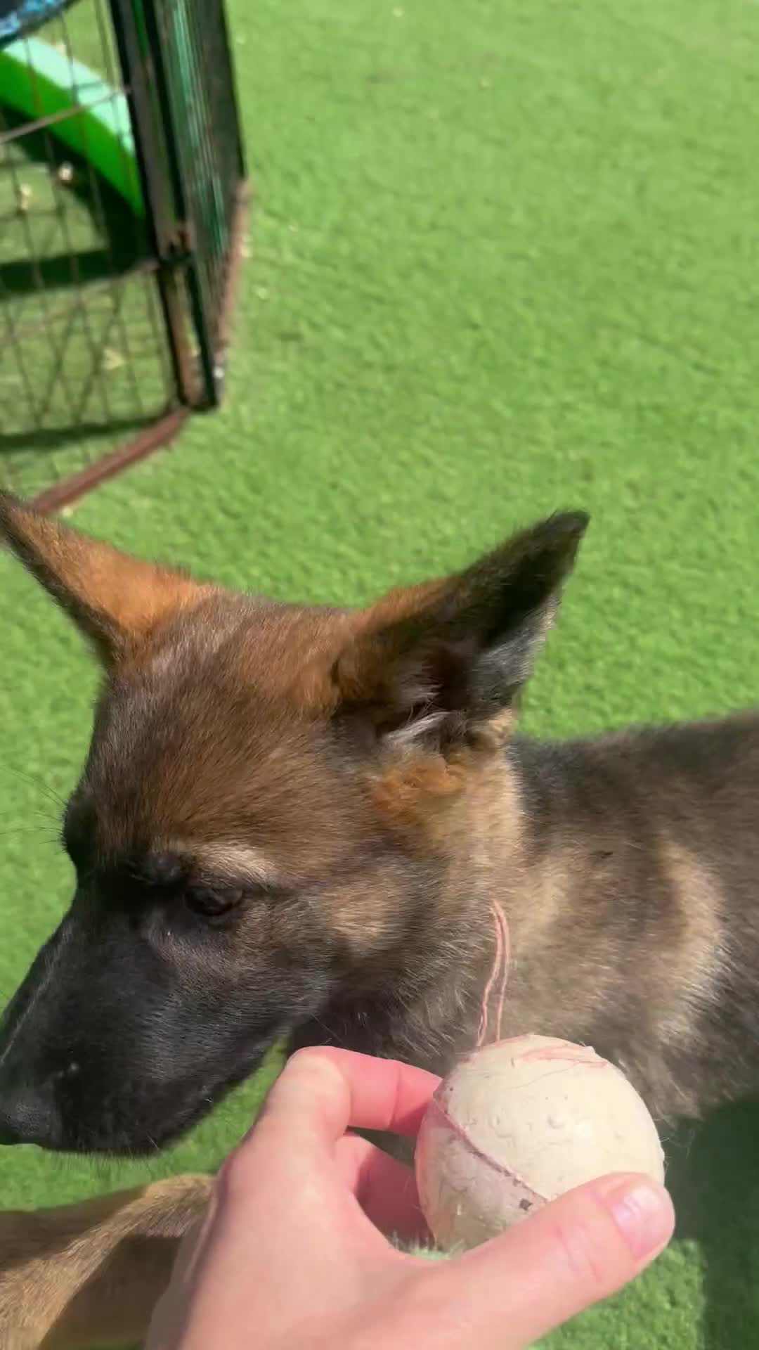 German Shepherd dogs for sale: Exceptional KC Reg Czech Working Line GSD Puppies - Video 1