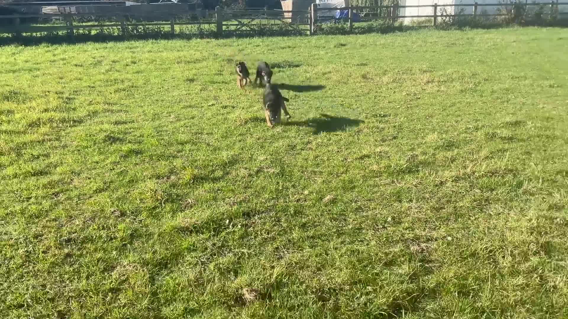 German Shepherd dogs for sale: 25 years experience breeding German Shepherds  - Video 1