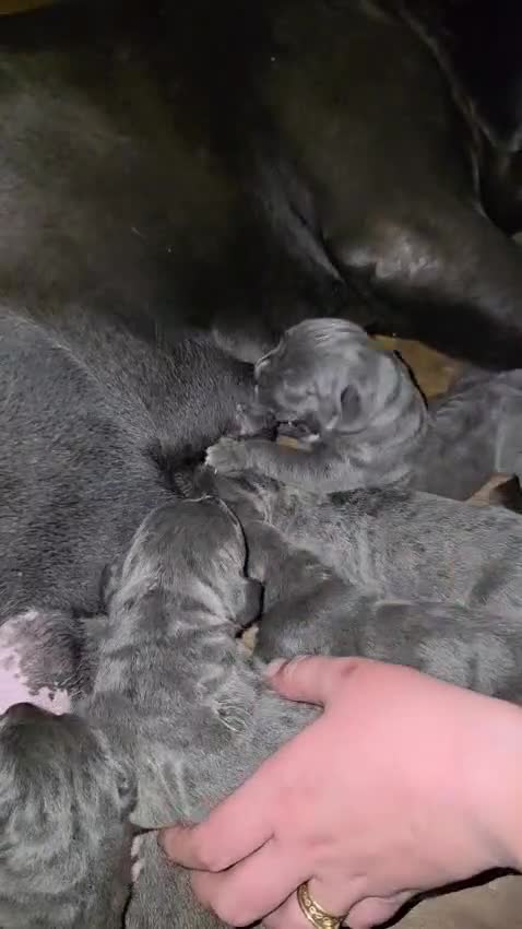 Cane Corso dogs for sale: Cane corso puppies in West Drayton - Video 1