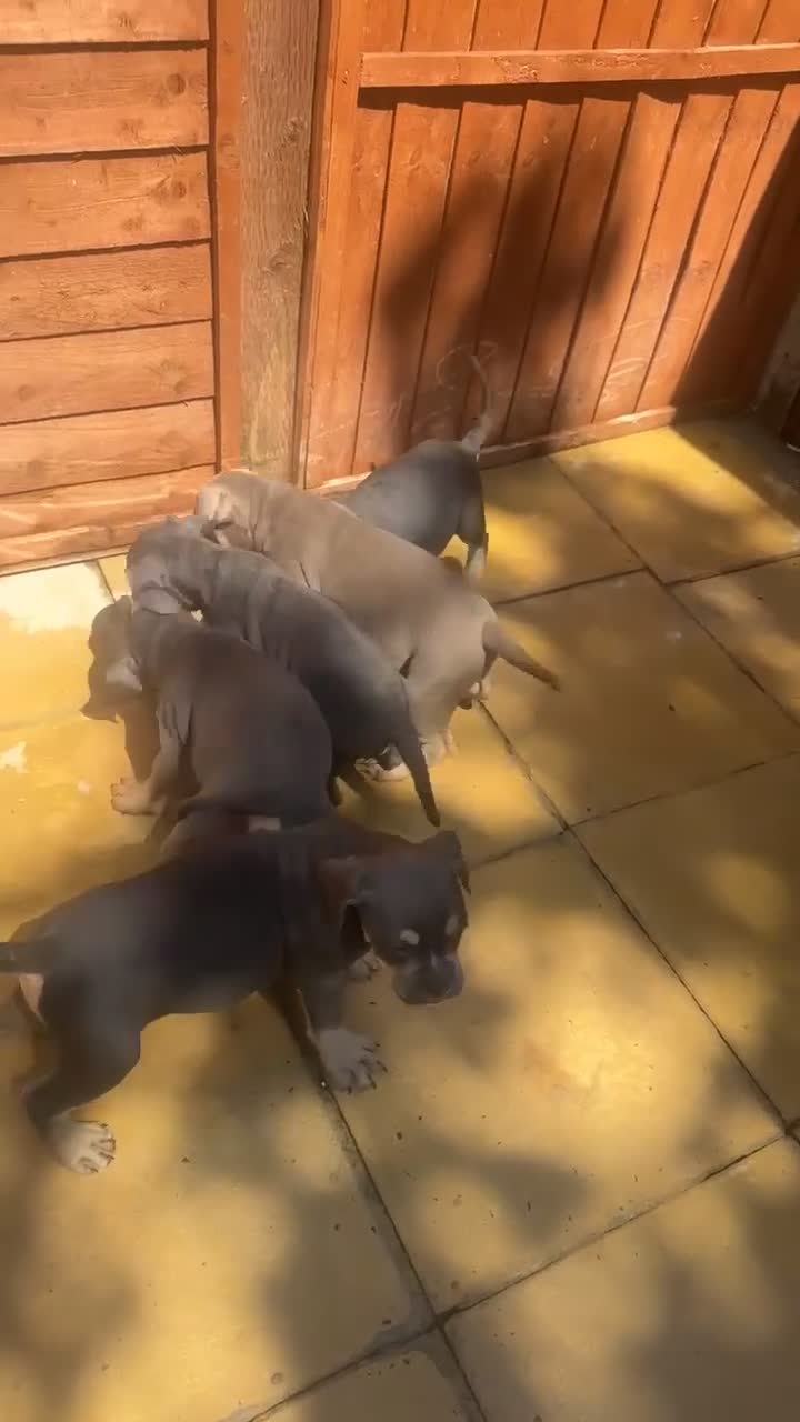 Olde English Bulldogge dogs for sale: Olde English Bullldogs  - Video 1