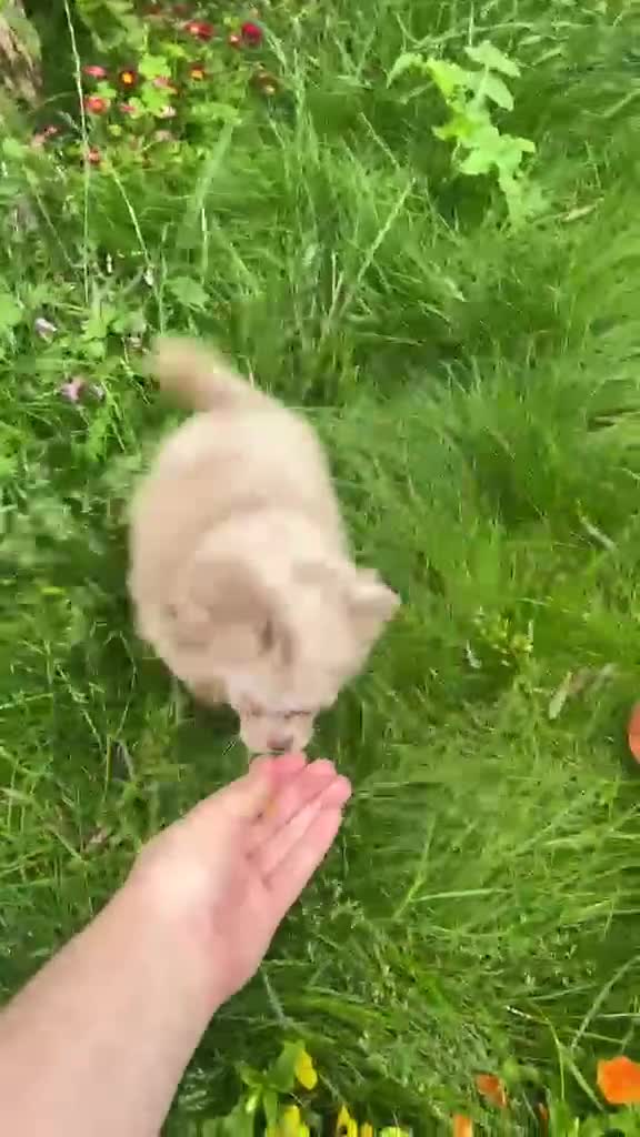 Chihuahua dogs for sale: Chihuahua boy lilac marble with blue eyes  - Video 2