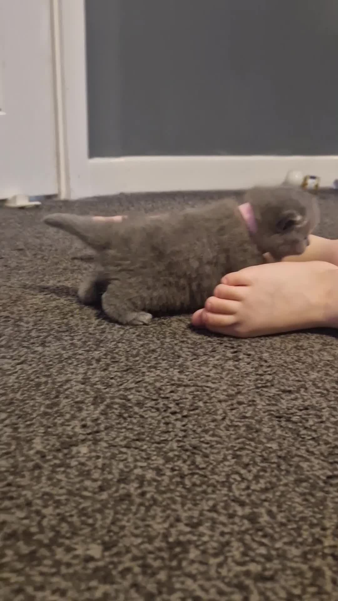 British Shorthair cats for sale: ✨ GCCF Registered British Shorthair Kittens ✨ - Video 2