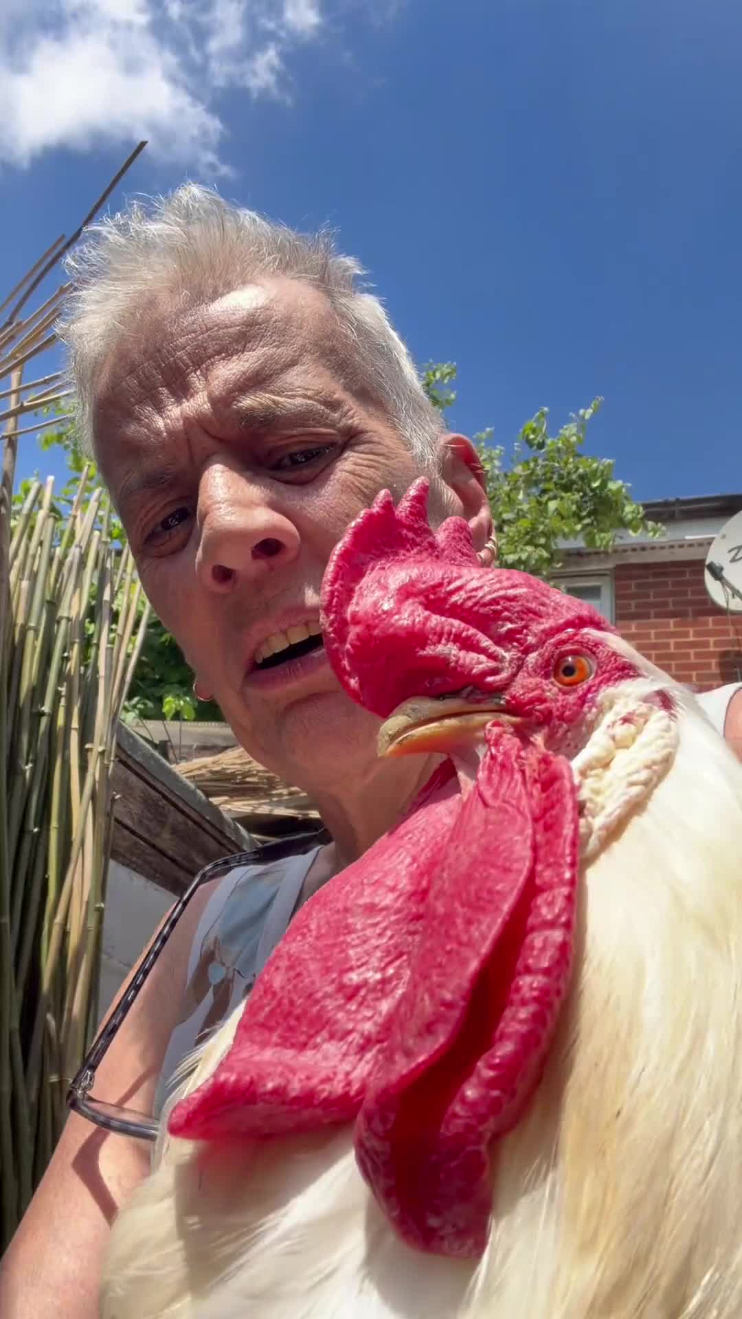 Chickens poultry for sale: Genuinely Stunning White Leghorn Cockerel 🐓 - Video 1