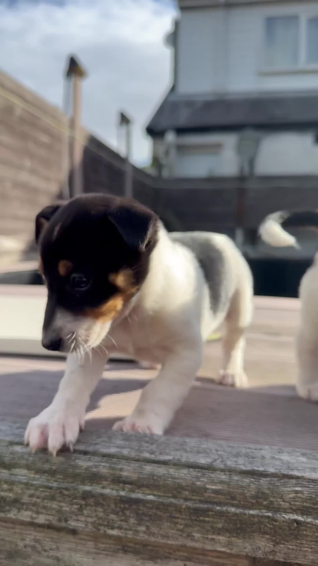 Mixed Breed dogs for sale: Jack Russell cross Shetland sheepdog.  - Video 1