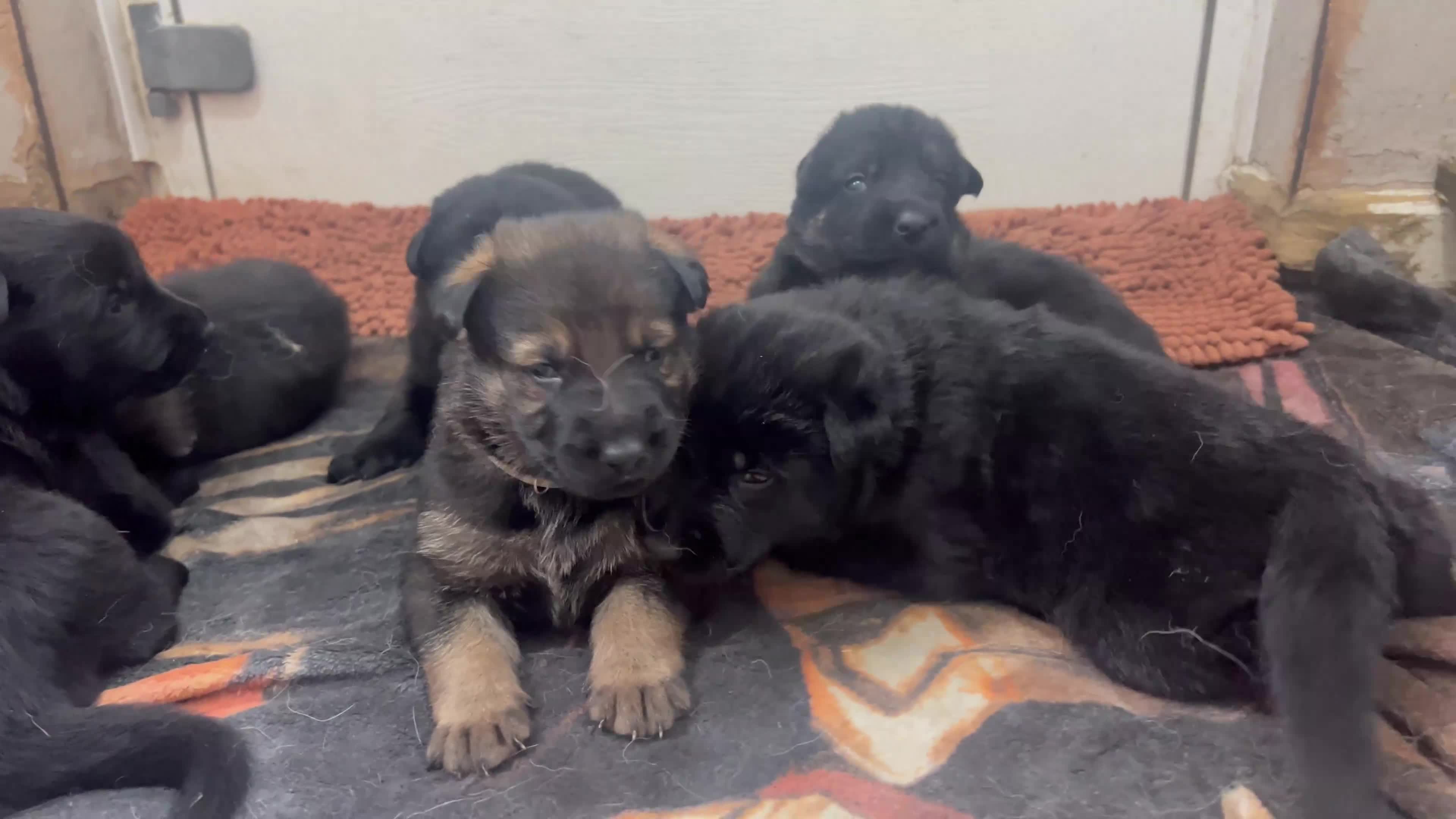 German Shepherd dogs for sale: Straight Back w/line German Shepherd puppies - Video 1
