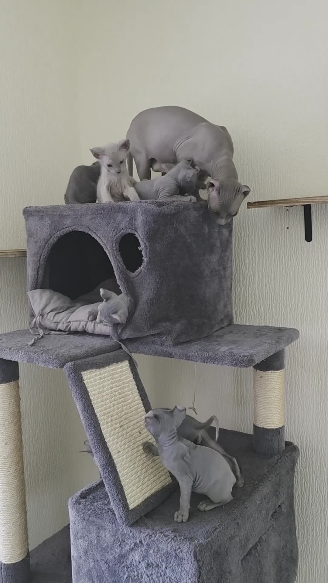 Sphynx cats for sale: SPHYNX ELF & PETERBALD KITTENS - Video 1