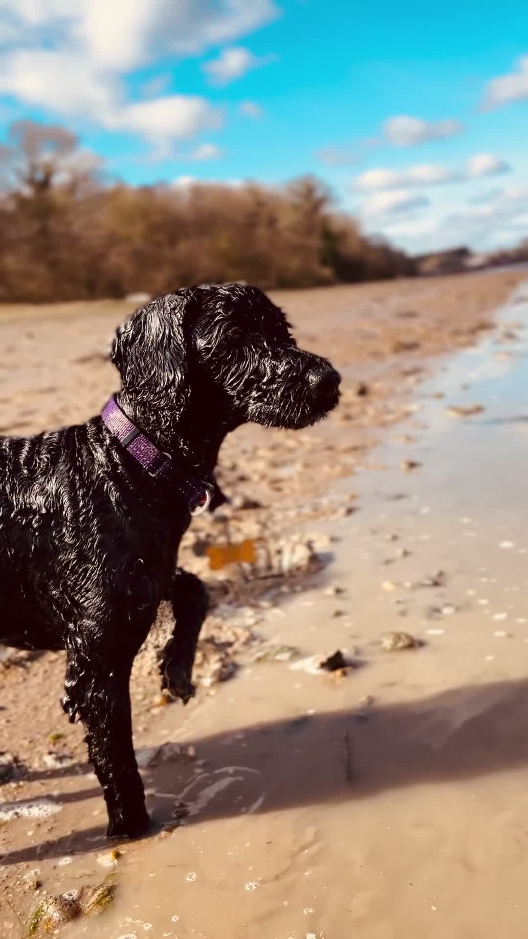 Cockapoo dogs for sale: Marley 3 year old male cockapoo  - Video 1