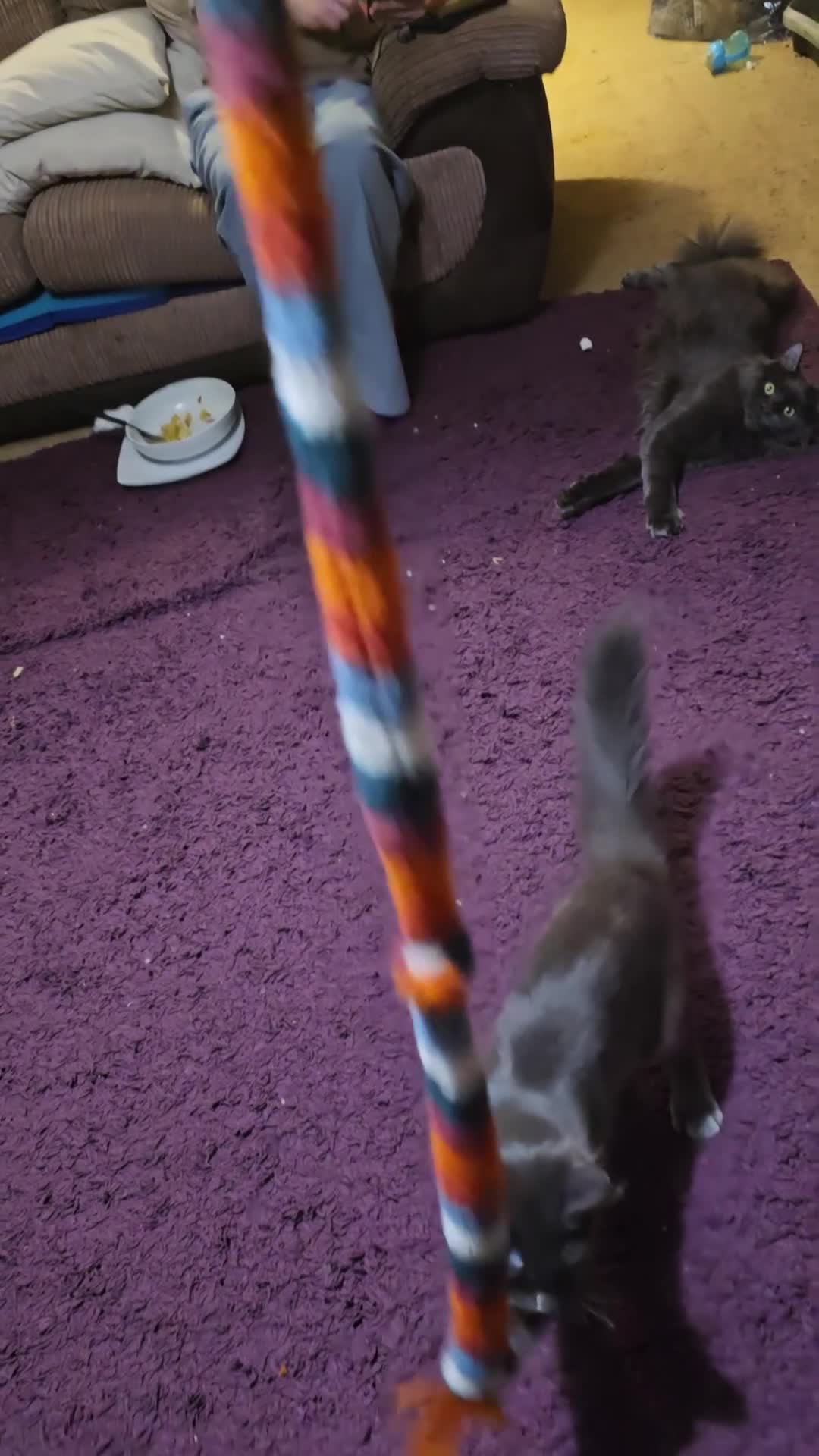 Maine Coon cats for sale: 5 beautiful maine coon ready to go - Video 1