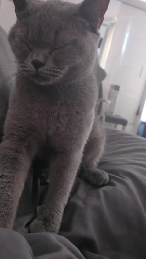 British Shorthair cats for sale: Playful British Shorthair For Sale in London - Video 1