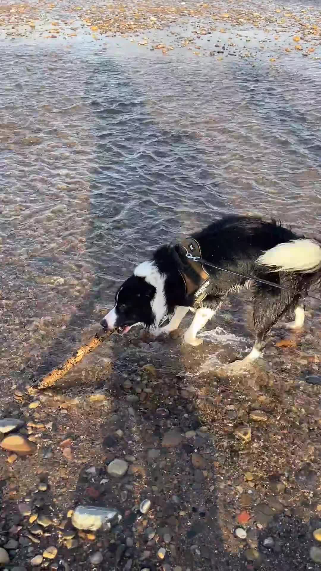 Border Collie dogs for stud: 🐾 Handsome Purebred Border Collie Stud 🐾 - Video 1