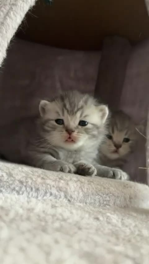 British Shorthair cats for sale: British shorhair kitten ready to leave 8th March - Video 4