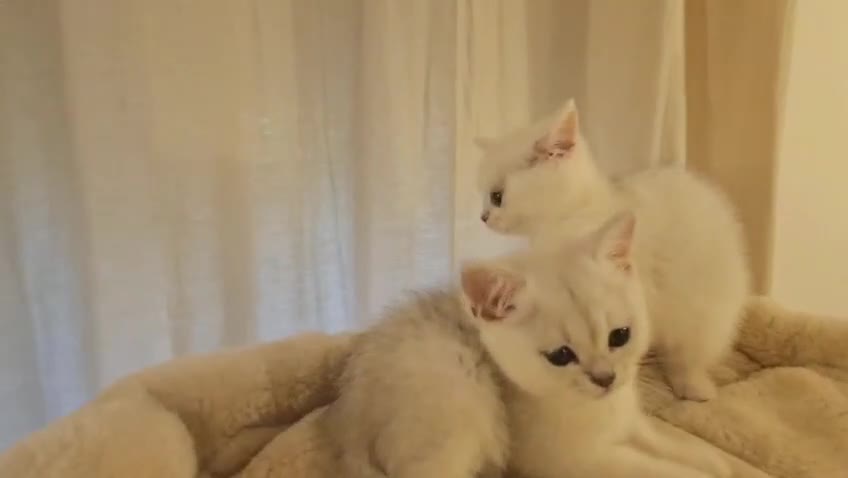 British Shorthair cats for sale: BRITISH SHORTHAIR KITTEN BLUE EYES  - Video 1