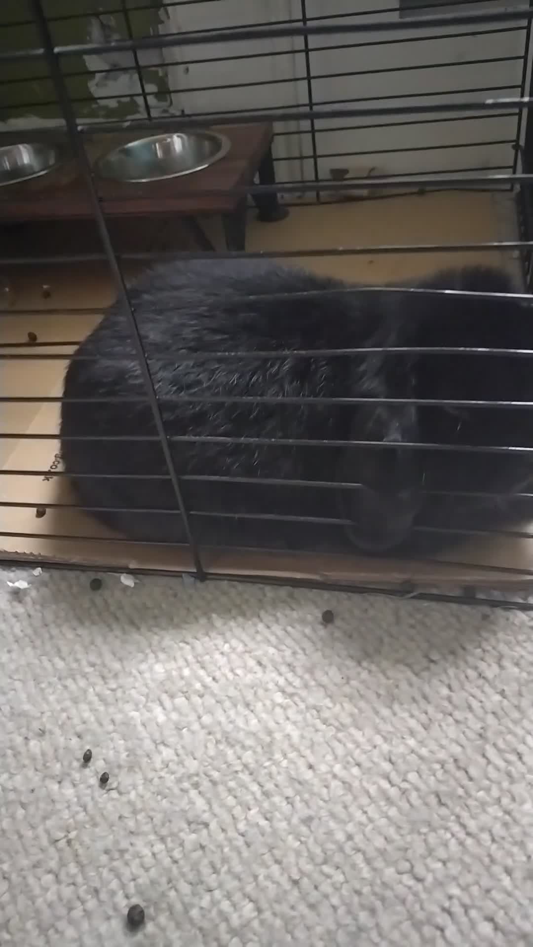 Mini Lop rabbits for sale: Black Mimi lop  in Edinburgh - Video 1