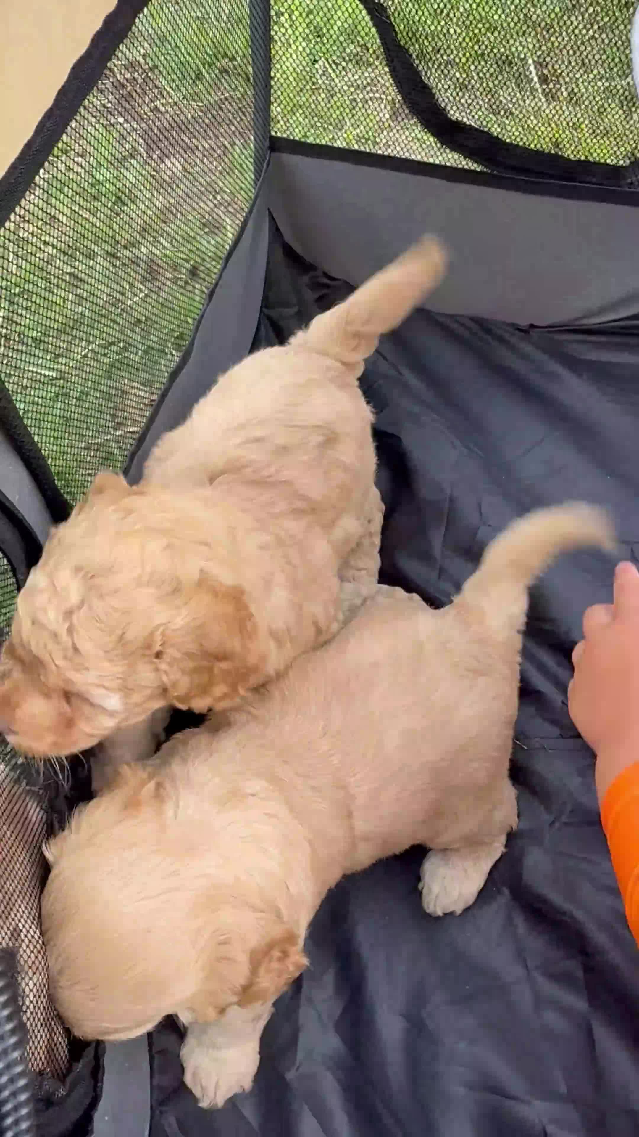 Cockapoo dogs for sale: Cream Cockapoo girls  in Grays - Video 1