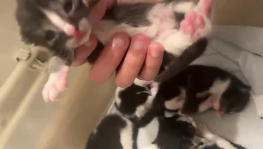 Perdoll cats for sale: 5 little baby’s  - Video 2