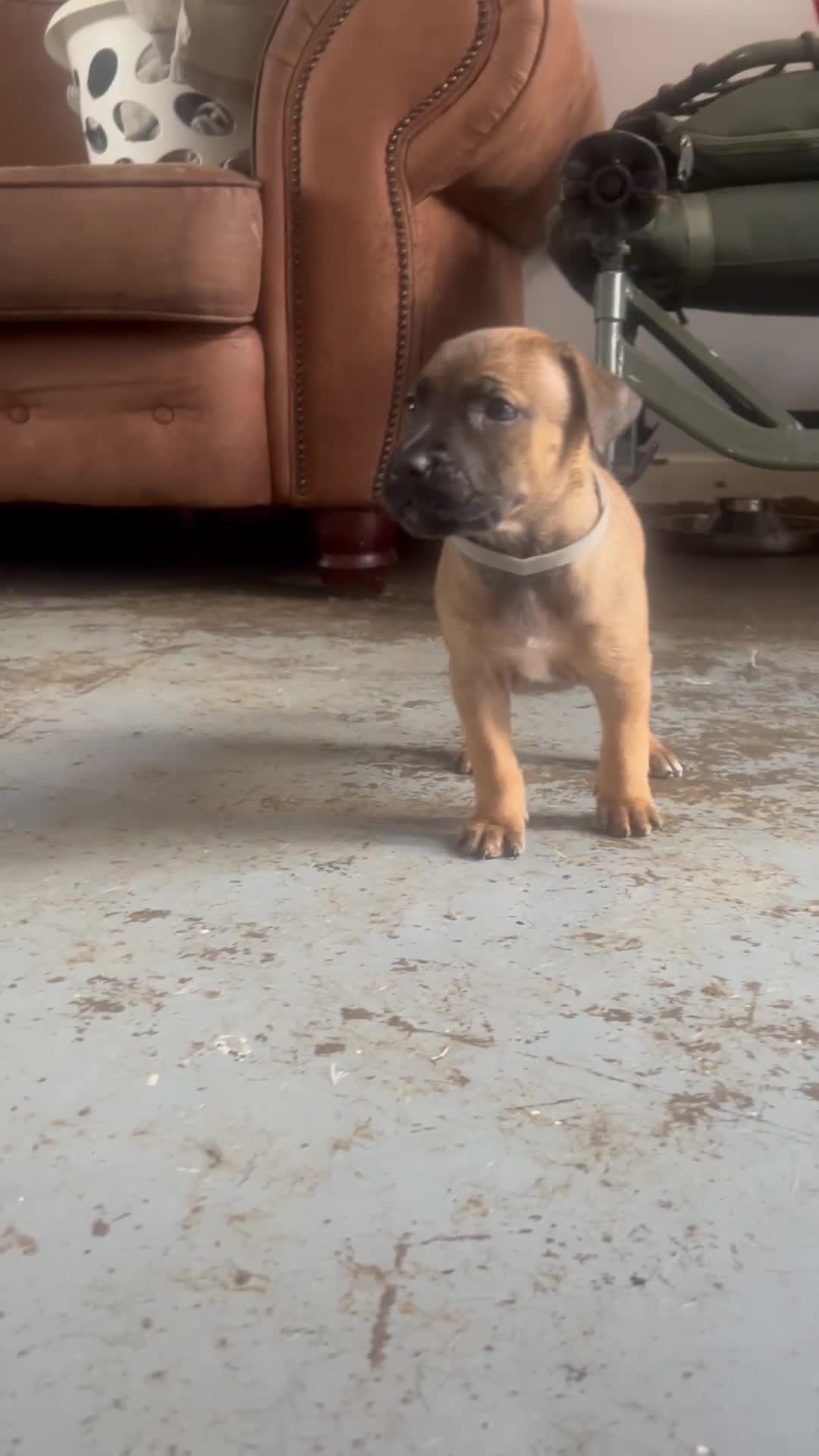 Mixed Breed dogs for sale: F1 bullherder puppies  - Video 1