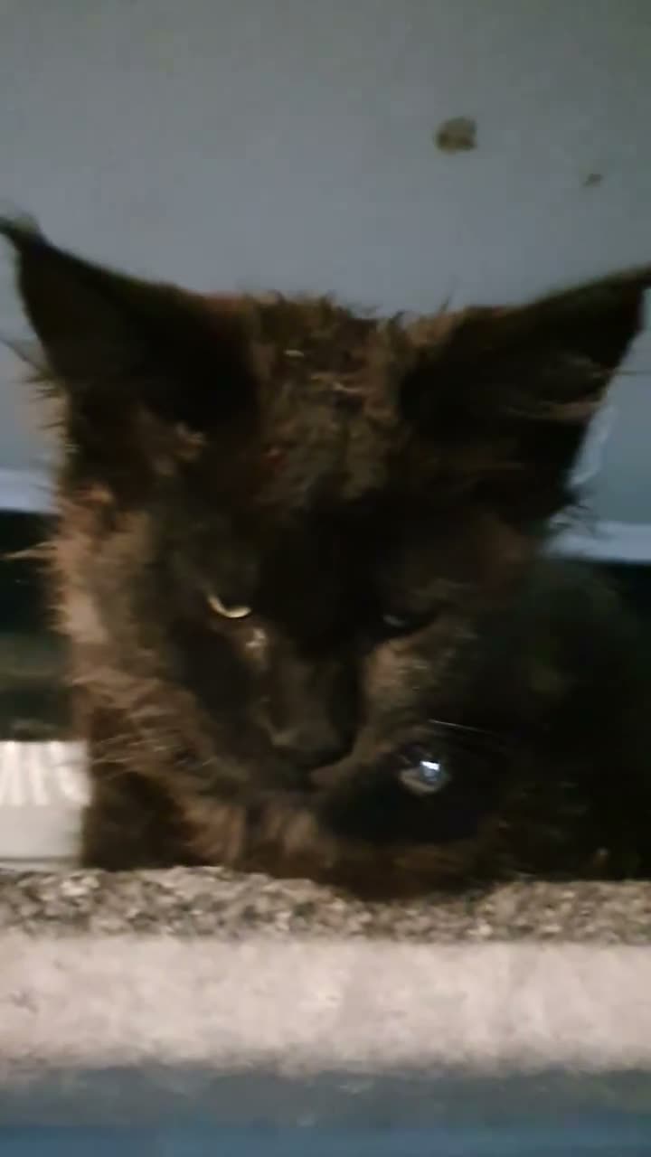 Maine Coon cats for sale: Tica registered DNA tested parents poly Maine Coon - Video 2