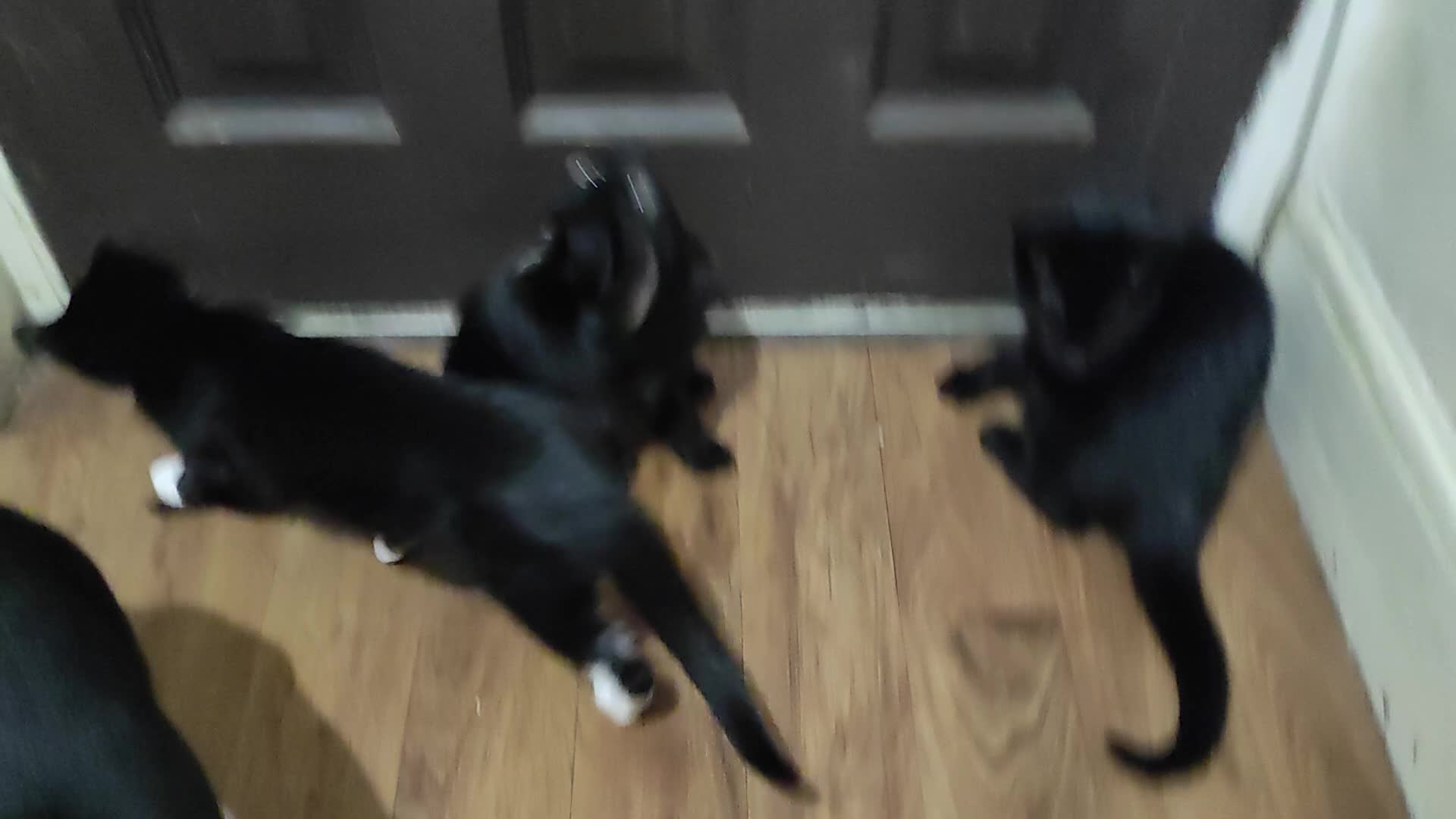 Mixed Breed cats for sale: kittens gorgeous kittens for sale  - Video 1
