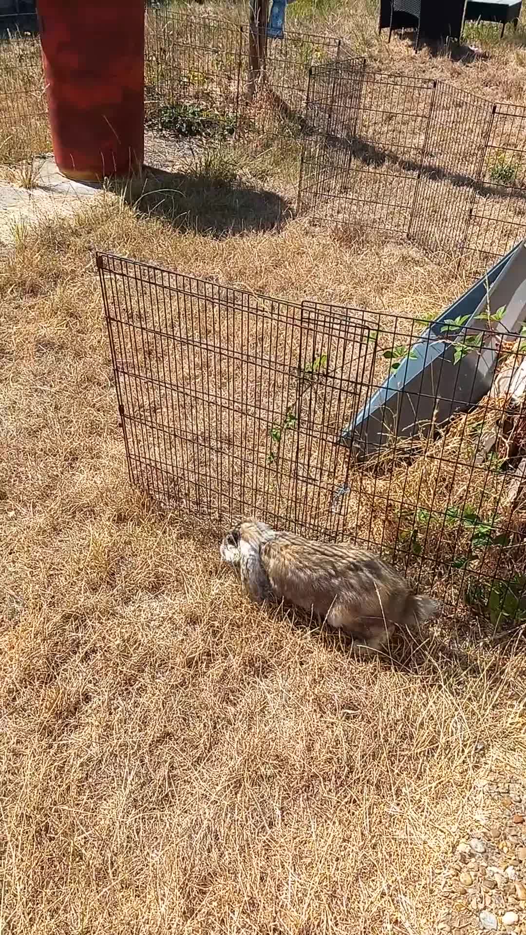 French Lop rabbits for sale: Pedigree French lop giant rabbit for sale - Video 3