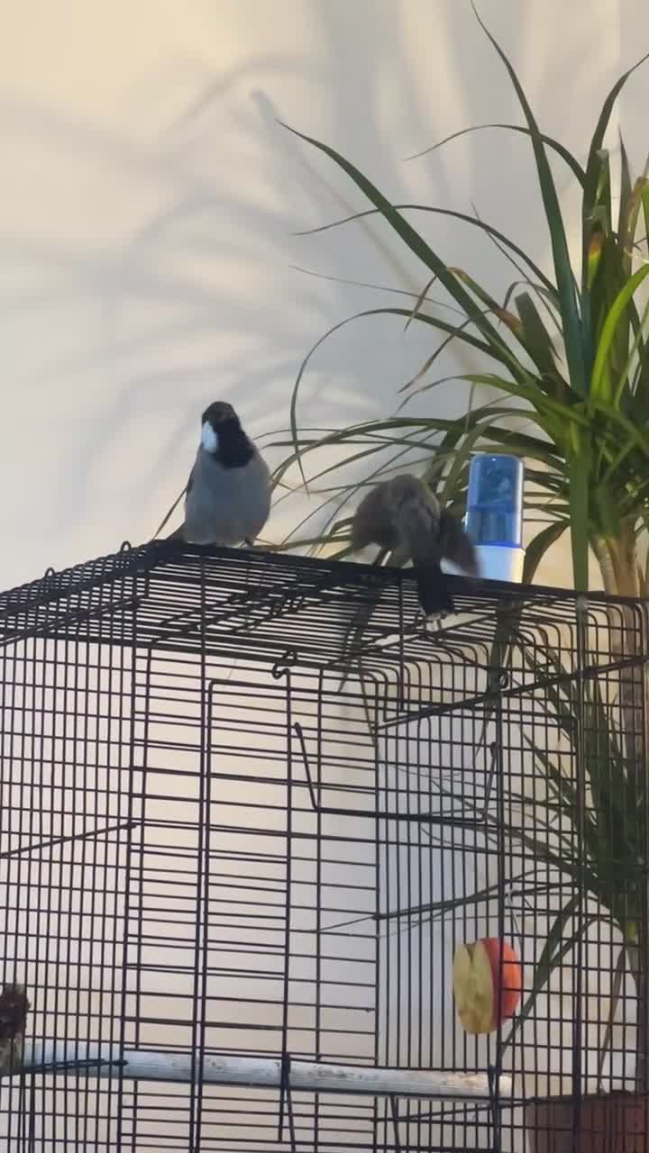 Mixed Breed birds for sale: White ear bulbuls - Video 5