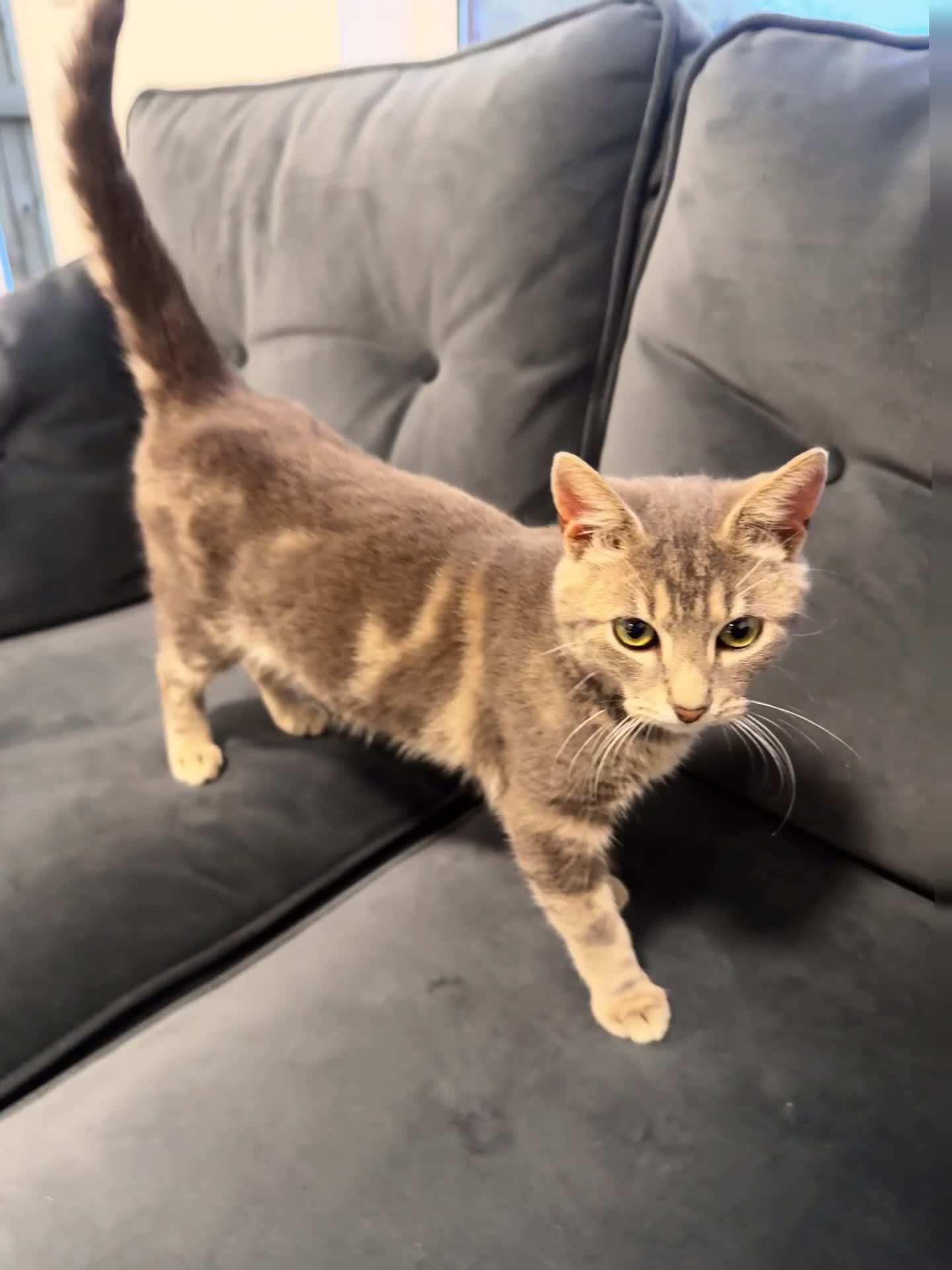 Bengal cats for sale: Bengal kitten  in Canterbury - Video 3