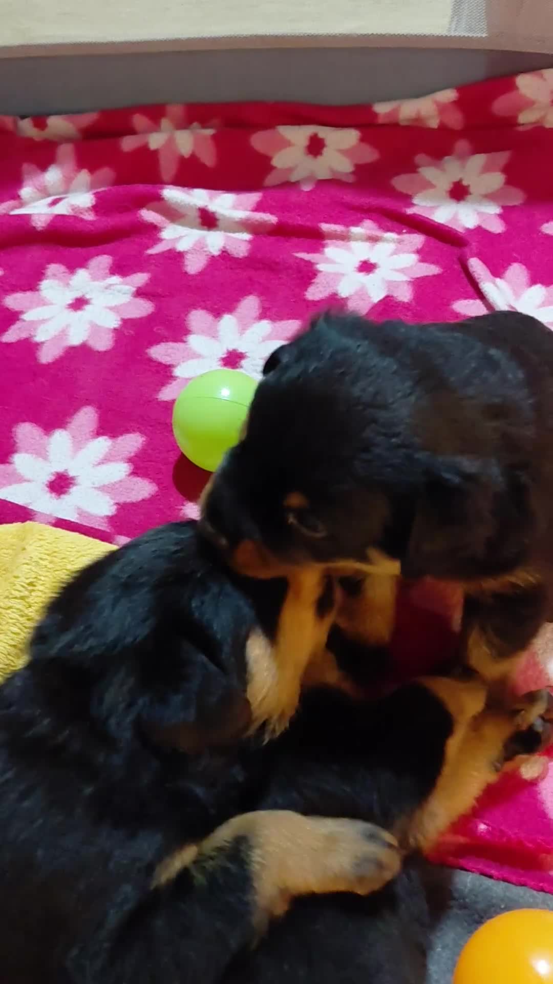 Rottweiler dogs for sale: Elite German Bloodline Rottweiller Puppies - Video 3