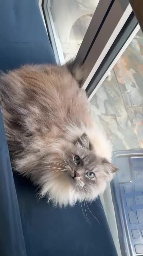 Siberian cats for sale: Affectionate Female Cat - Video 2