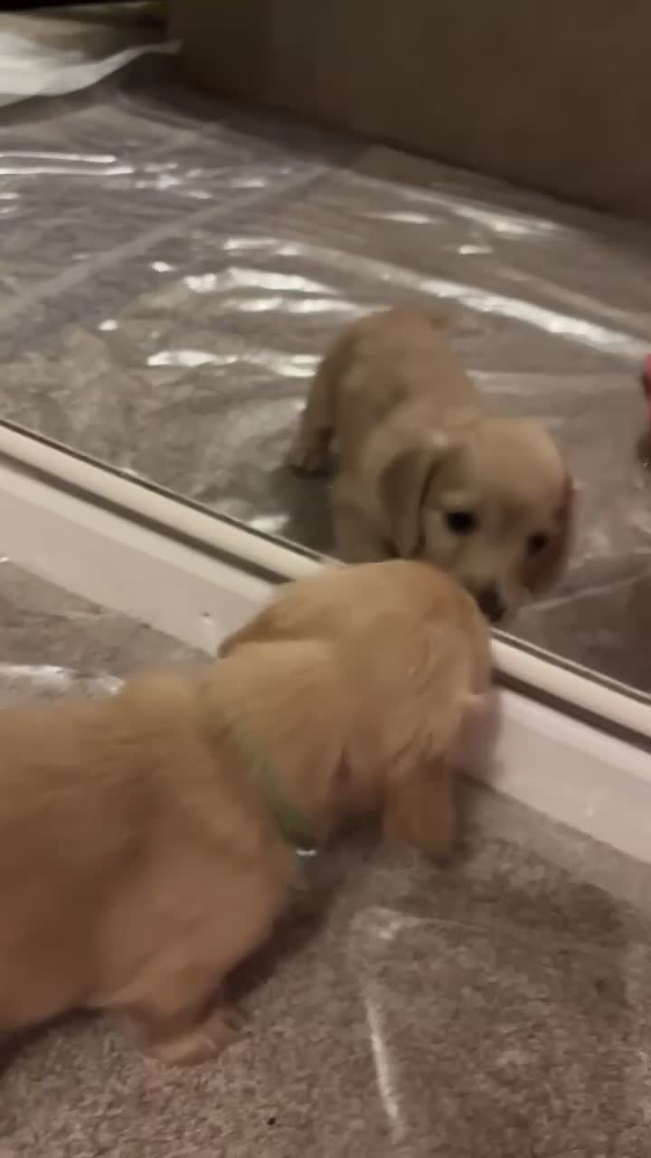 Miniature Dachshund dogs for sale: English cream longhair miniature daschound  - Video 4