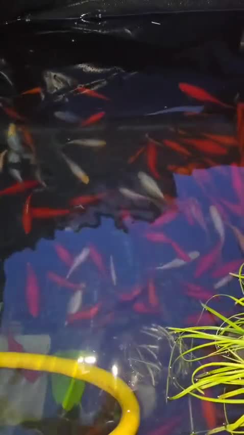 Goldfish fish for sale: Mix of pond fish - Video 1