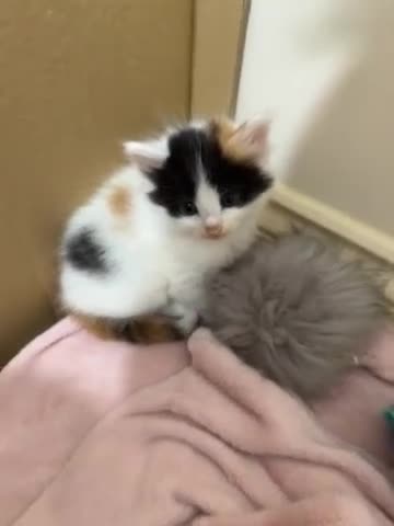 Mixed Breed cats for sale: Kittens Looking for Their Forever Homes 🐾 - Video 4