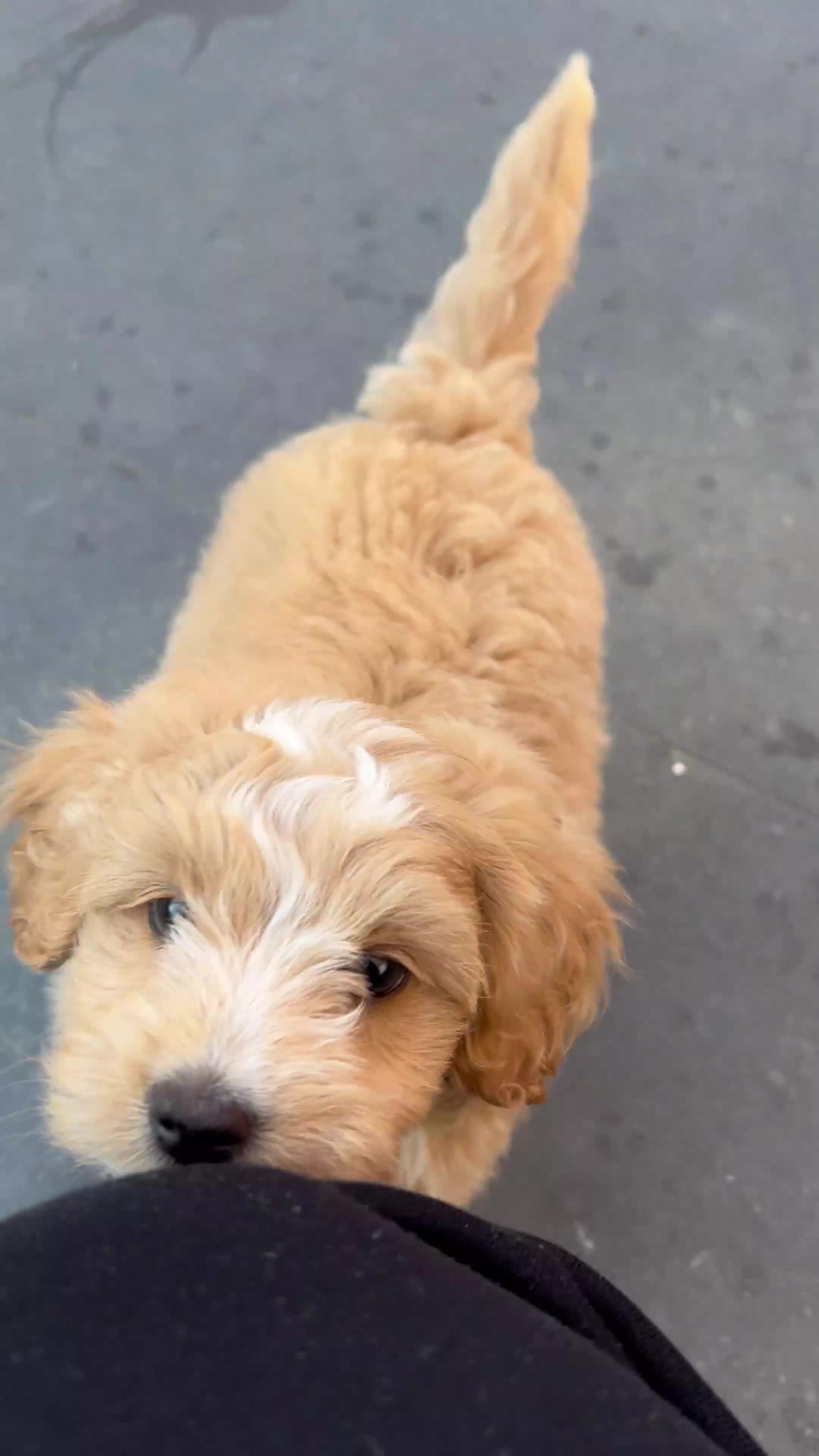 Maltipoo dogs for sale: Beautiful Malitpoo Male Puppy  in Gravesend - Video 1