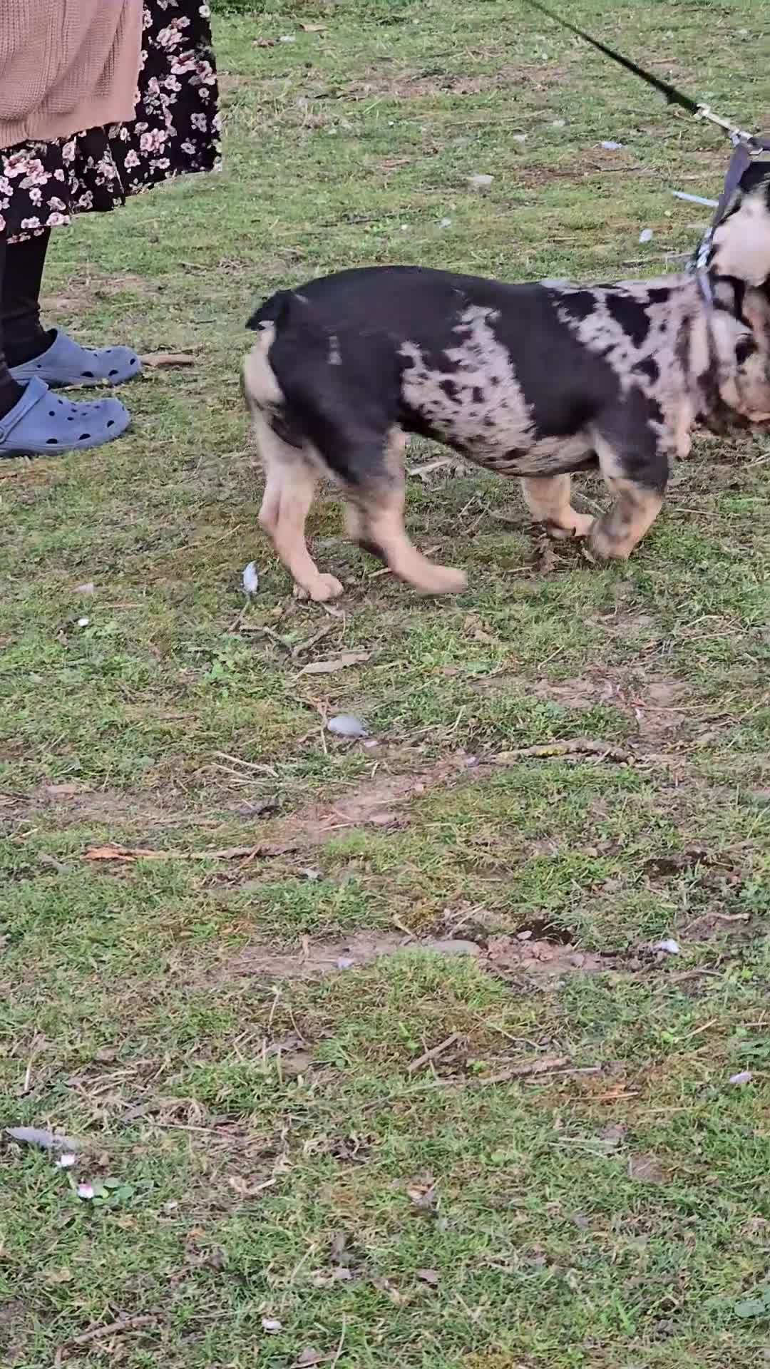 French Bulldog dogs for stud: French bulldog  - Video 1