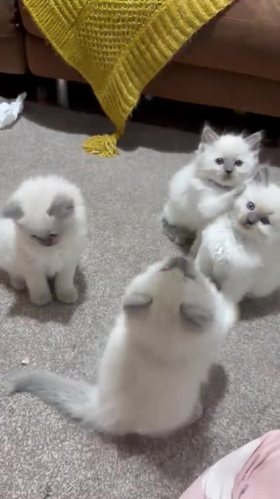 Ragdoll cats for stud: Koda- in Leicester - Video 1