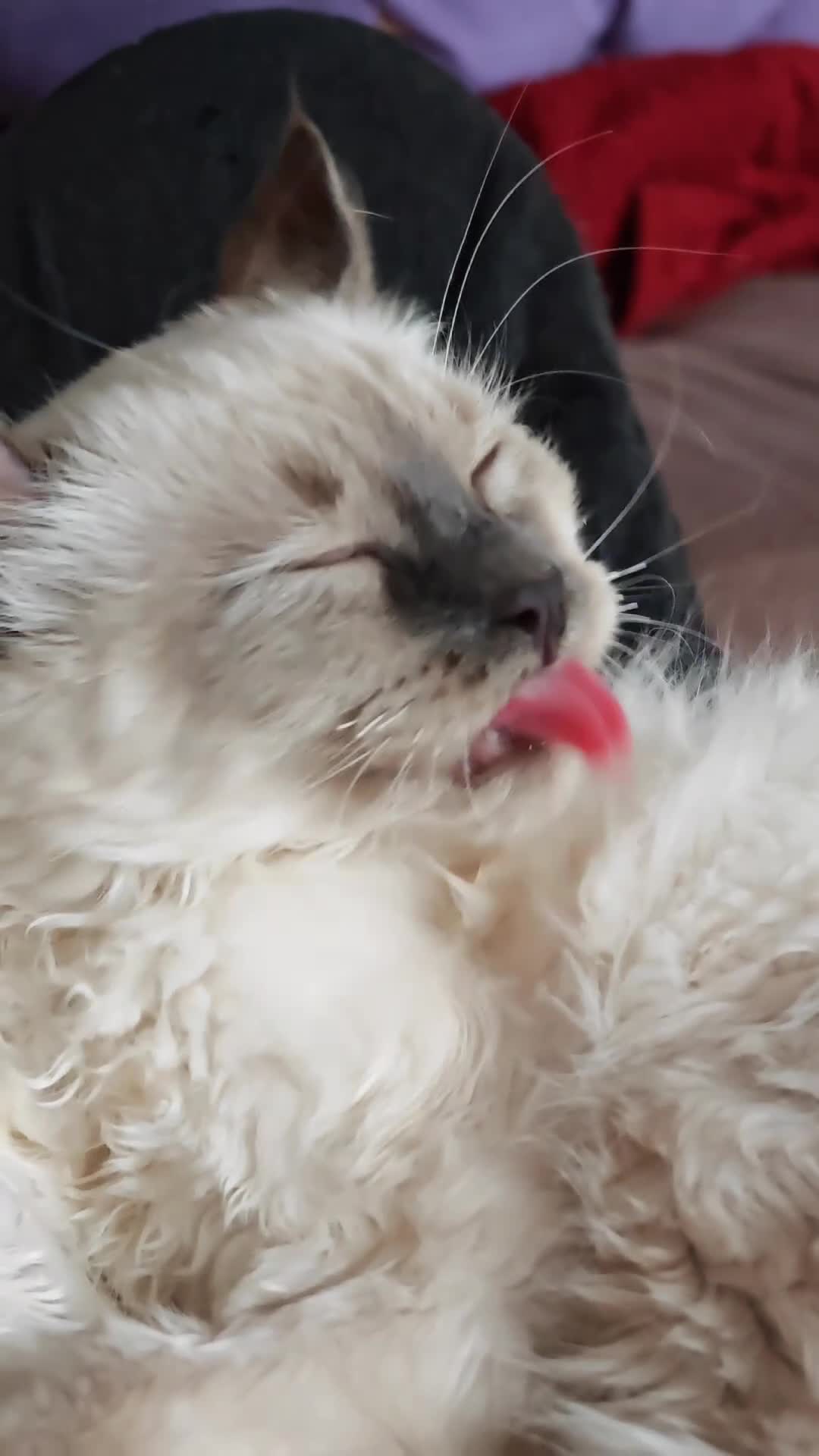 Mixed Breed cats for sale: RARE, Unique, Affectionate boys available!  - Video 2