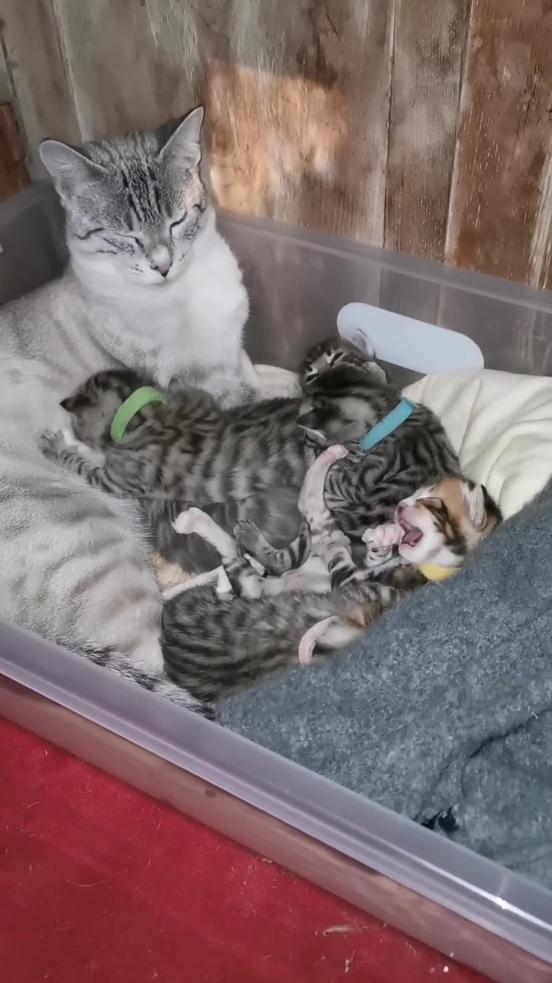 Bengal cats for sale: Bengal Kittens - Video 2