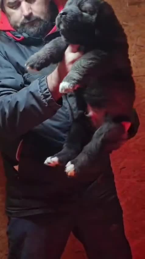 Caucasian Shepherd Dog dogs for sale: Caucasian Shepherd ( Caucasian Ovcharka ) RKC regg - Video 2