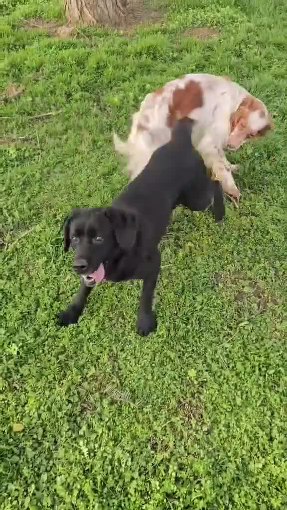 Labrador Retriever dogs for adoption: Aria! - Video 2